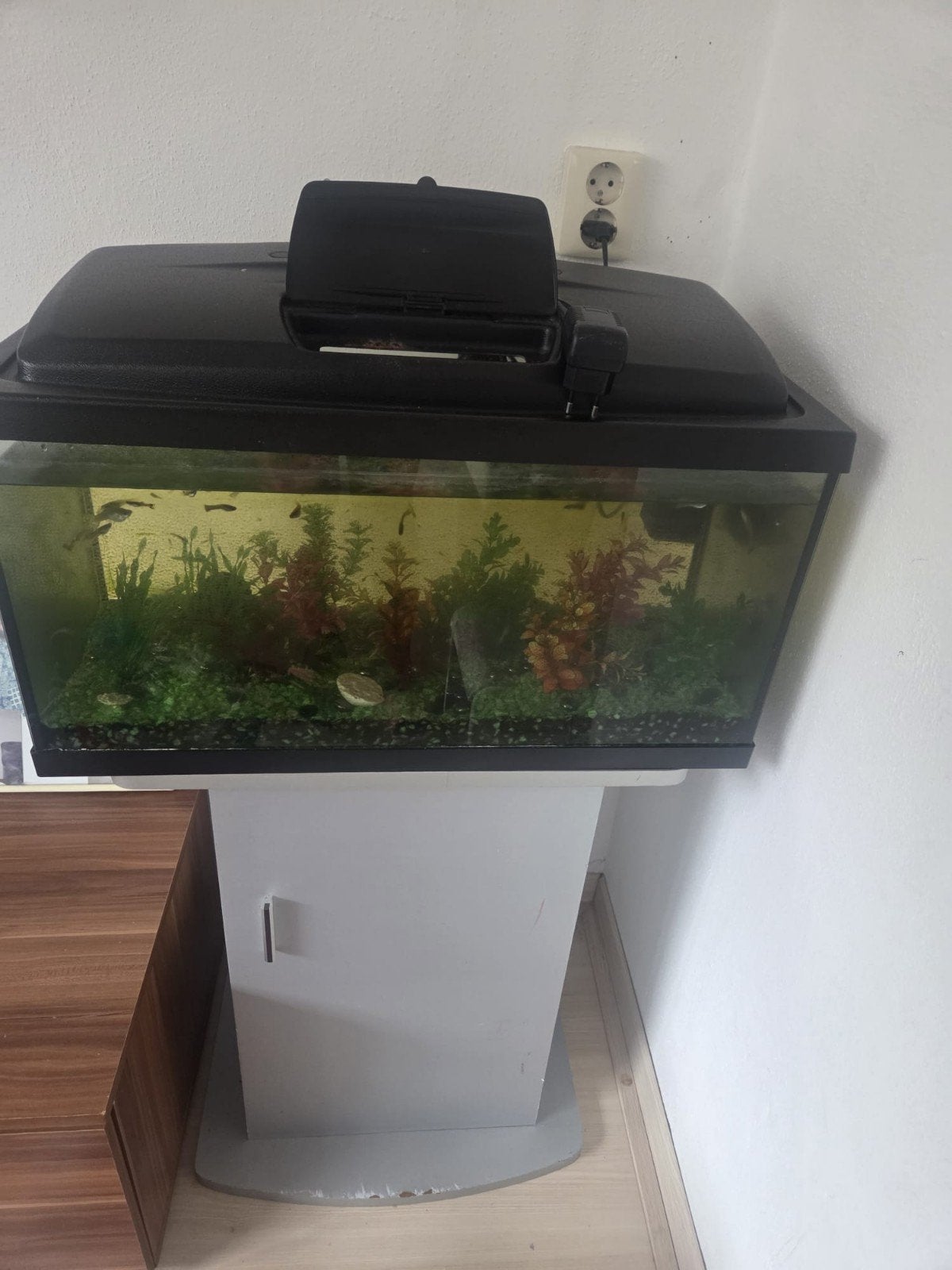 GRATIS Aquarium met verlichting,standaard en veel guppen, Ophalen, Inclusief vissen, Decoratie