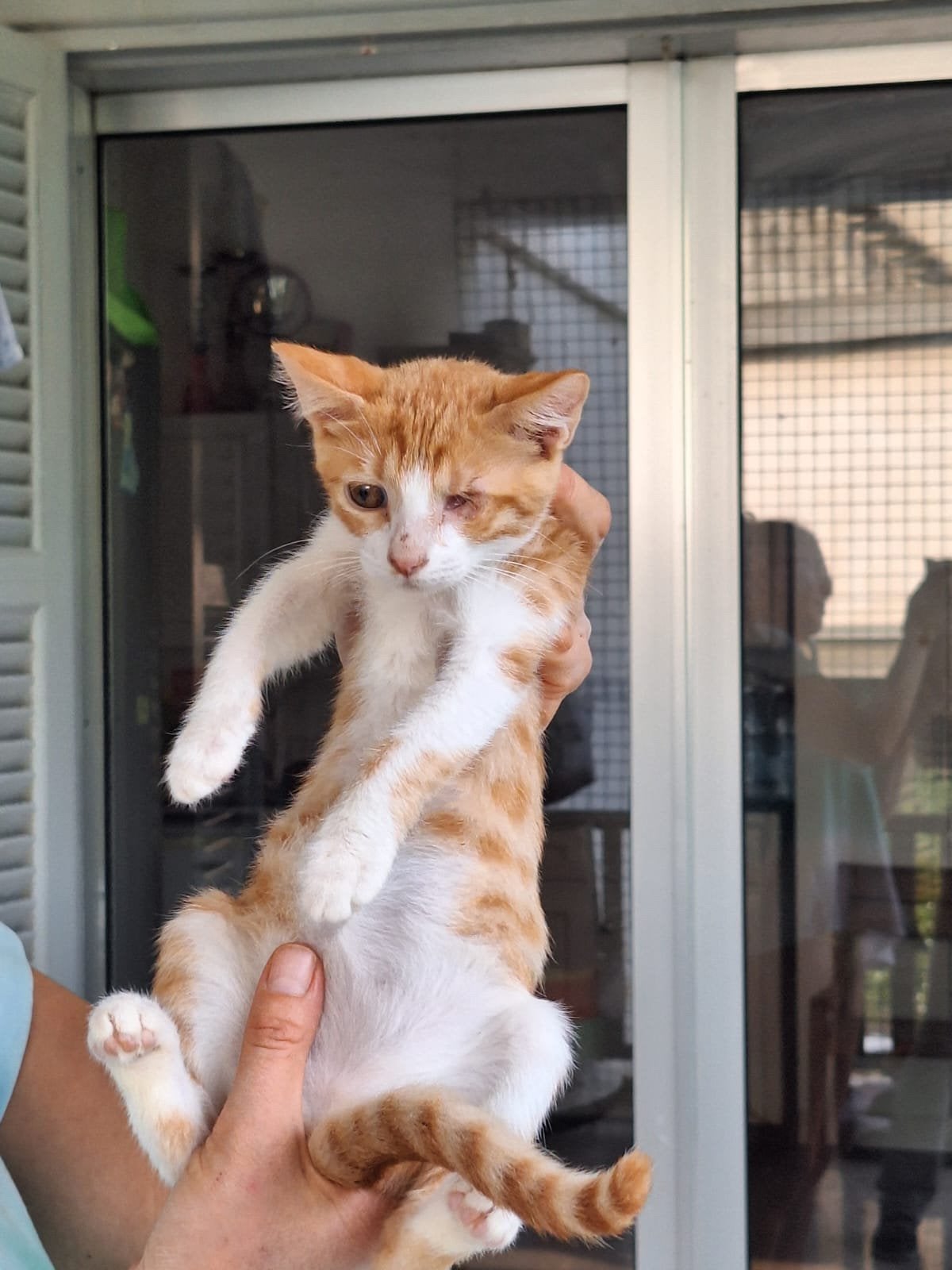 Bella 3 halve mnd oud(nog op Cyprus) zoekt  fijn thuis, Dieren en Toebehoren, Poes