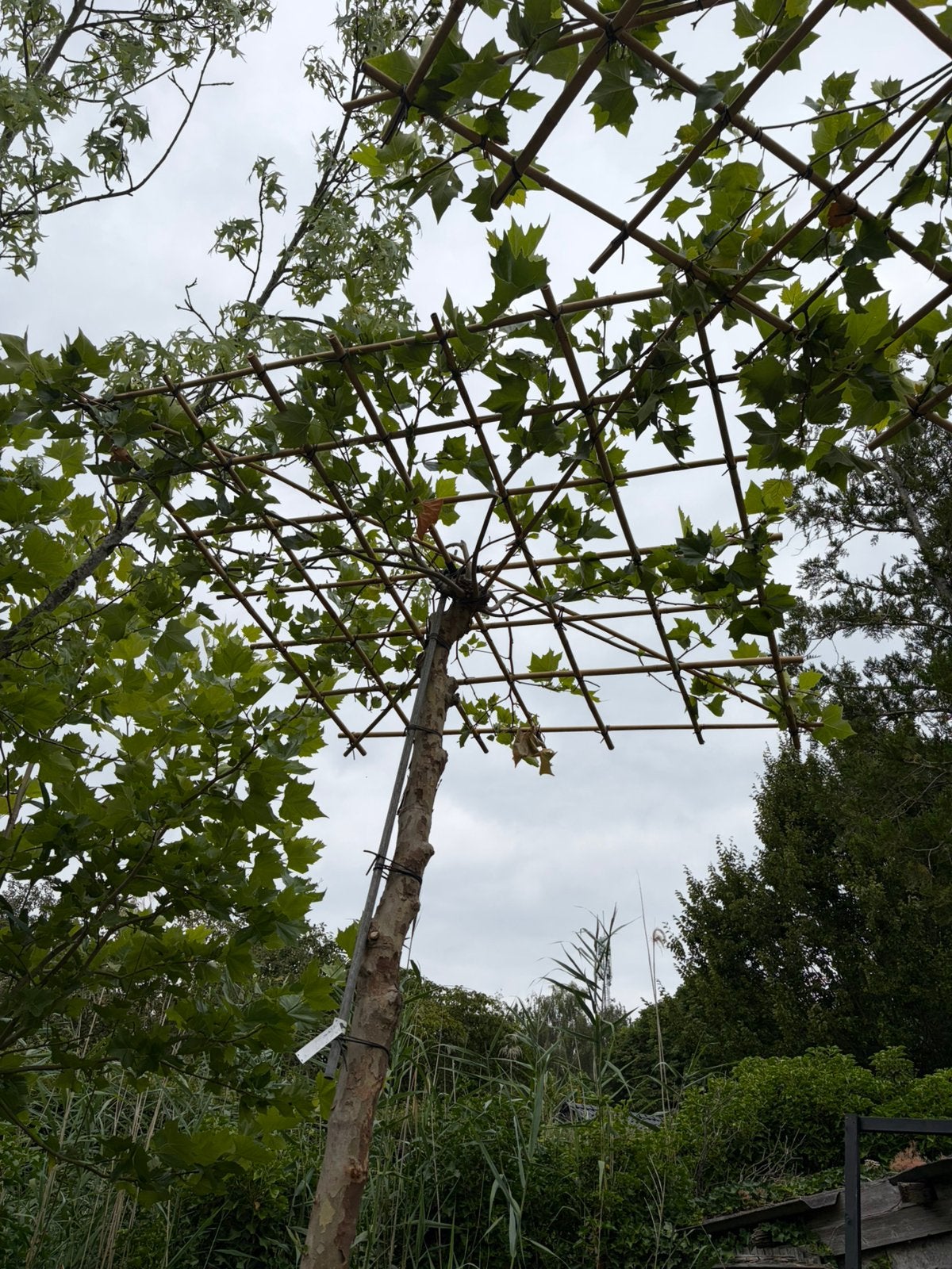 2 Dakplatanen stam 315 cm dak 180x180cm aanbieding, Bloeit niet, Overige soorten, 250 tot 400 cm, Ophalen