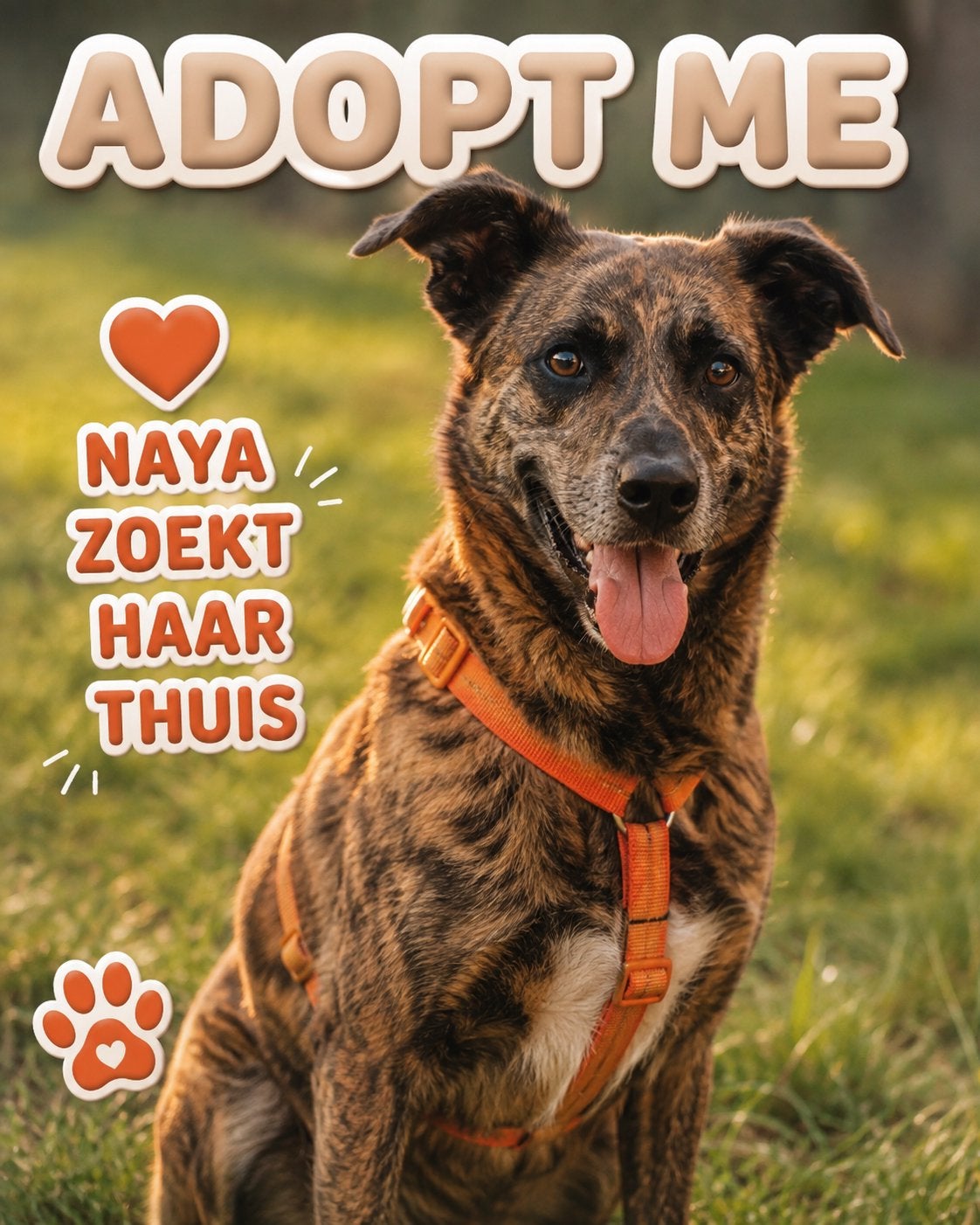 Naya zoekt haar eigen gezin, Particulier, Teef, Eén hond, Parvo