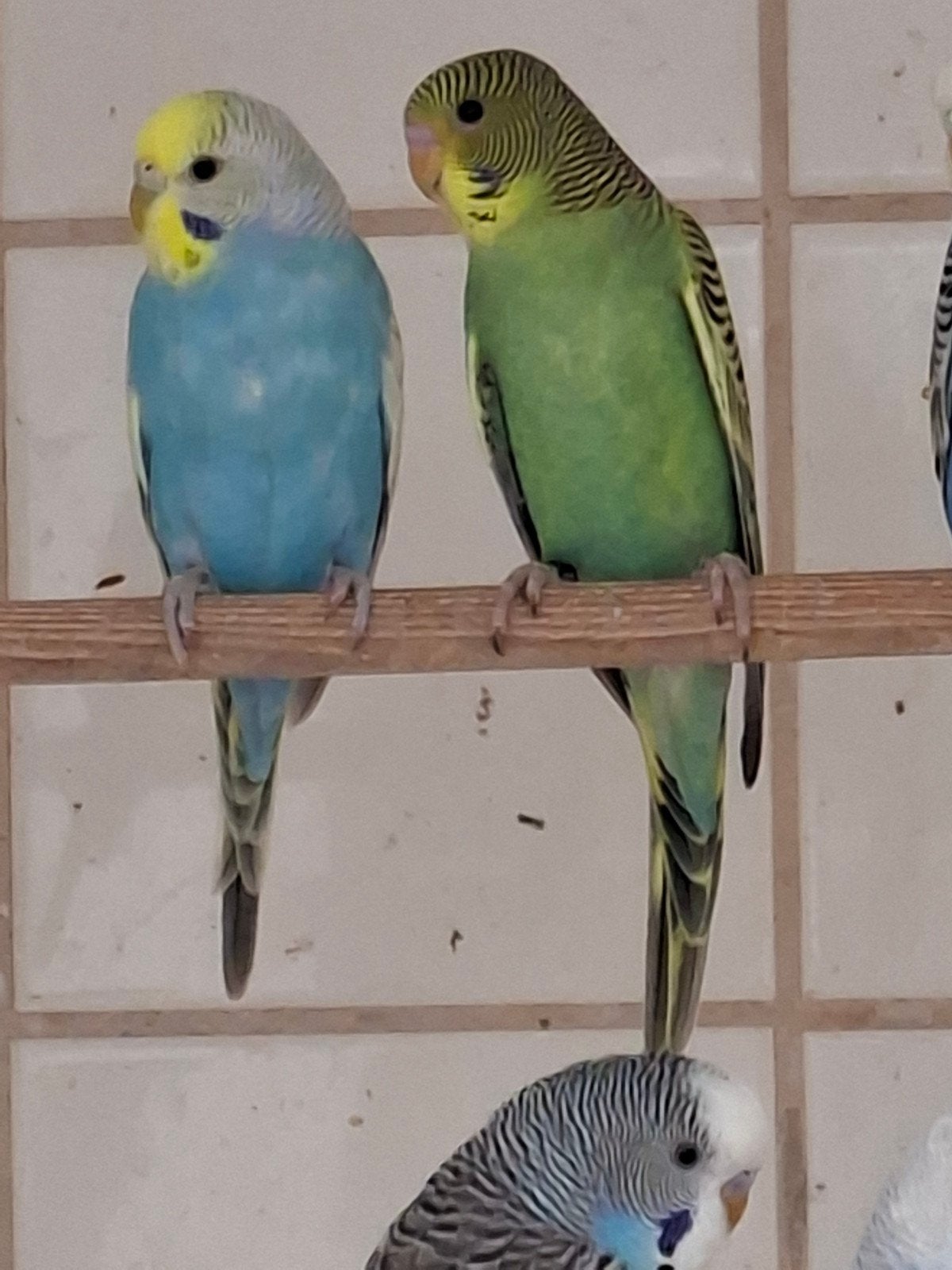 te koop div parkieten, Dieren en Toebehoren, Vogels | Parkieten en Papegaaien, Parkiet, Meerdere dieren