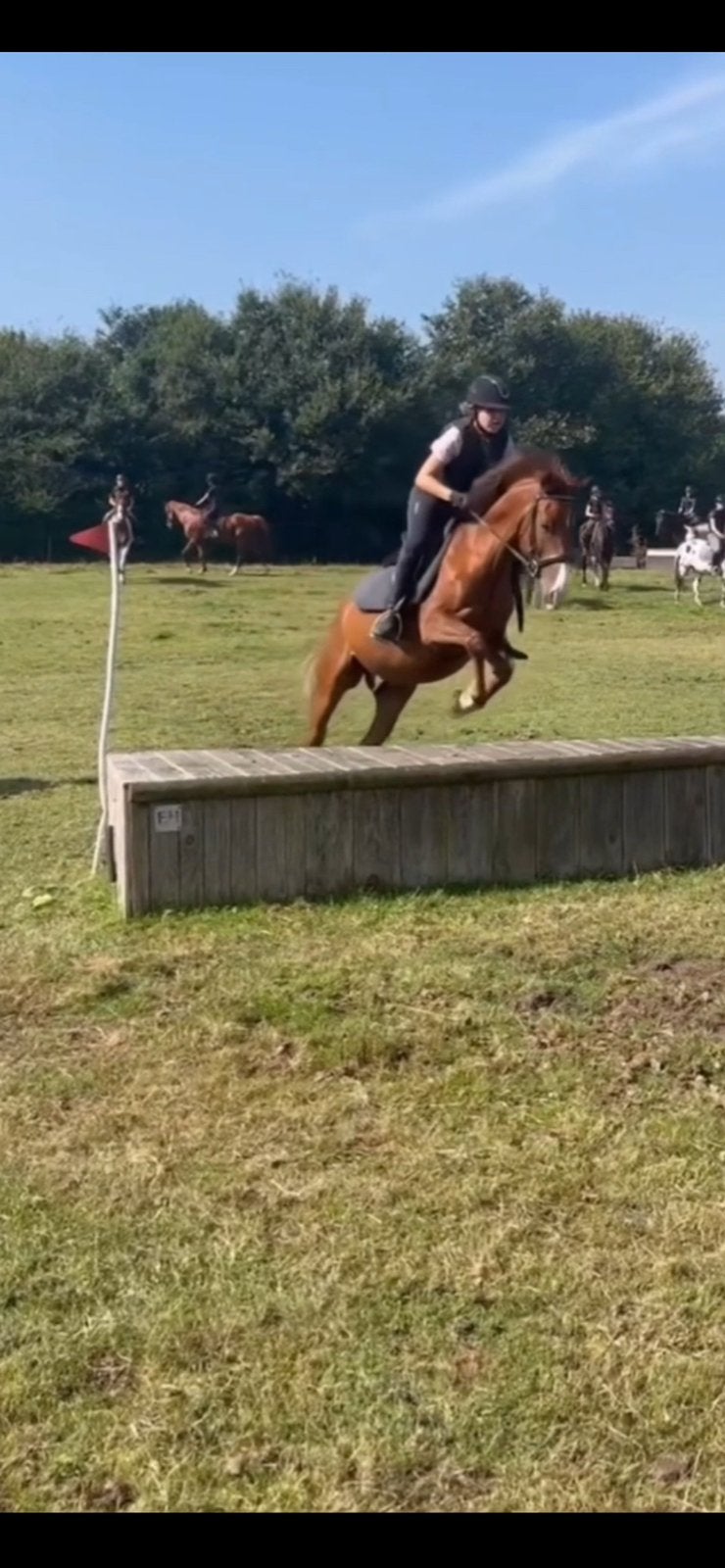 Verzorgpaard/pony gezocht, Ophalen of Verzenden