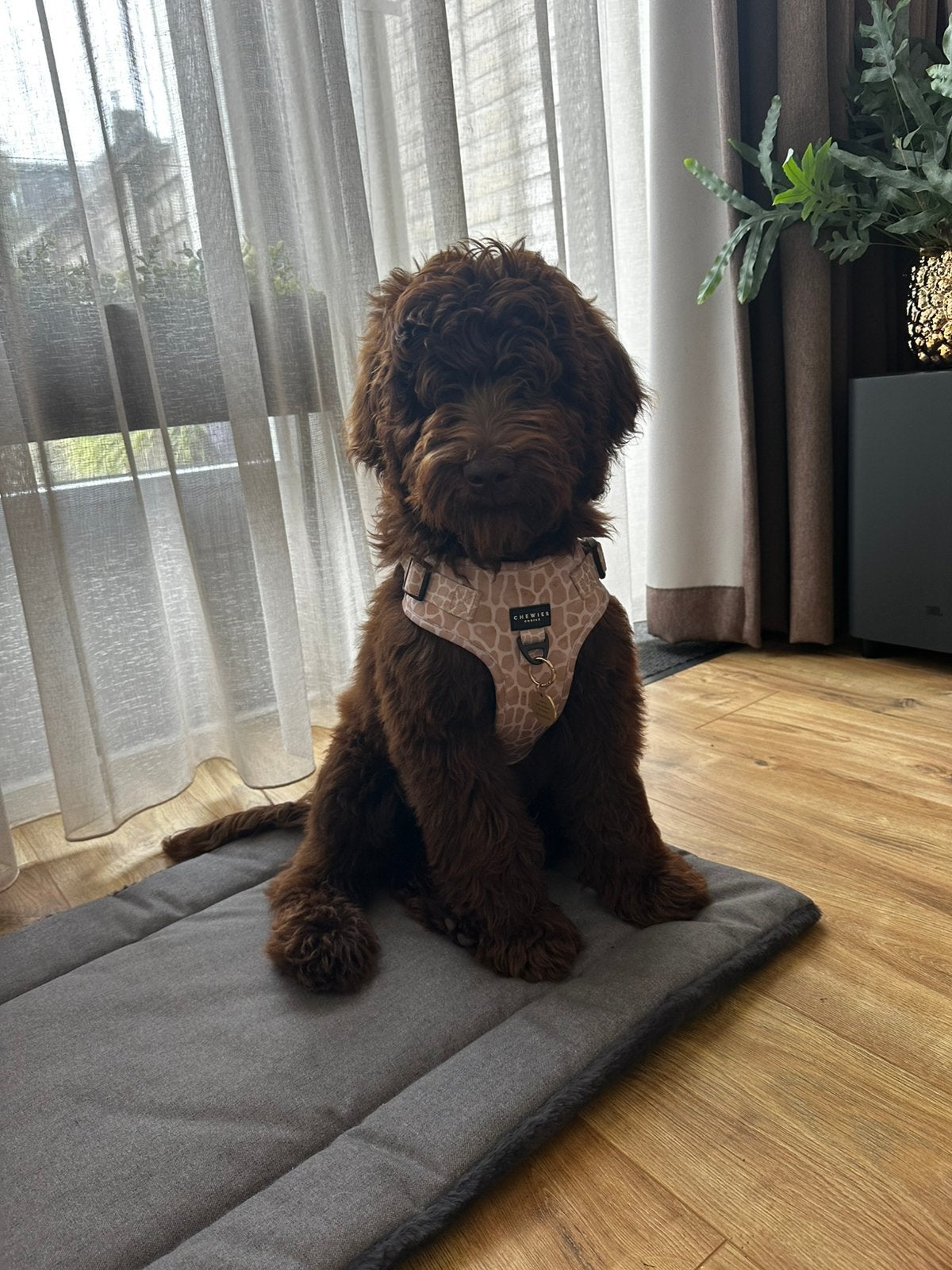 Herplaatsing Labradoodle pup, HCC (leverziekte), 15 weken tot 1 jaar, Eén hond, Nederland