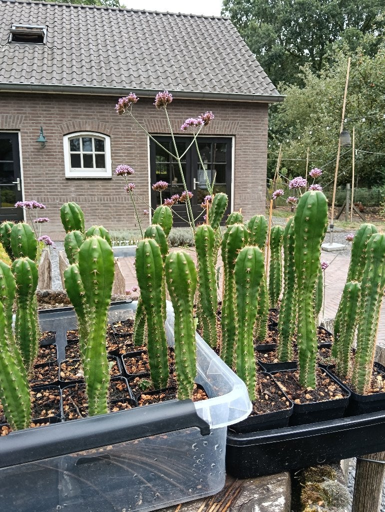 San Pedro cactussen (bevatten mescaline), Huis en Inrichting, Kamerplanten, Verzenden, Cactus, Minder dan 100 cm, Volle zon