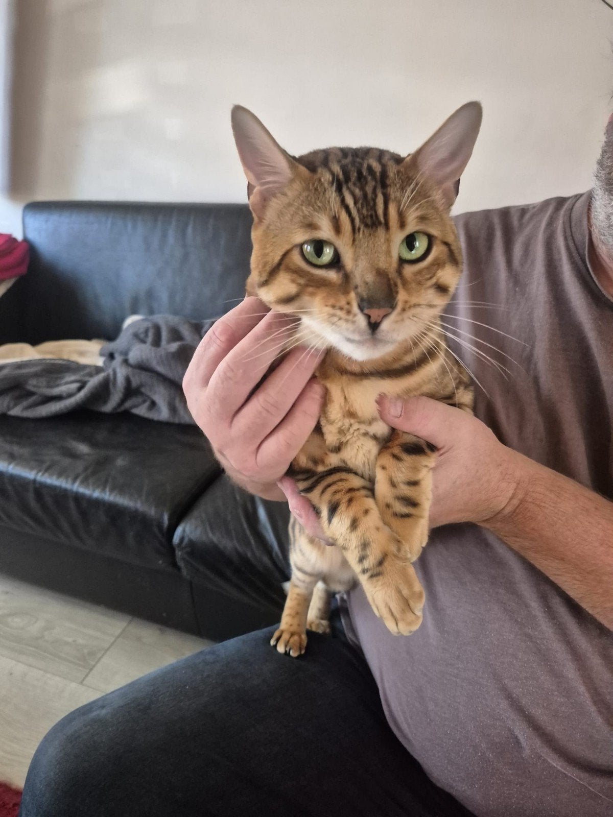 bengaal mannetje, Dieren en Toebehoren, Kater, 3 tot 5 jaar