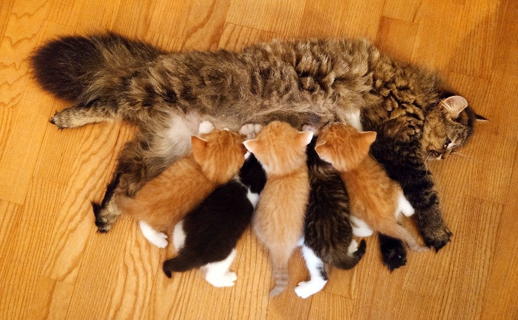 Ragdoll - Britse korthaar x Kittens [bijna 12 weken oud], Meerdere dieren, Ontwormd, 0 tot 2 jaar