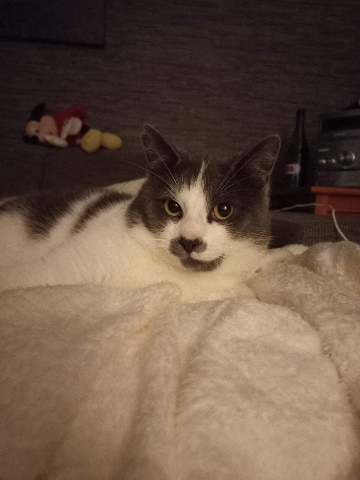 Lieve kater zoekt nieuw plekje, Kater, Kortharig, 6 jaar of ouder