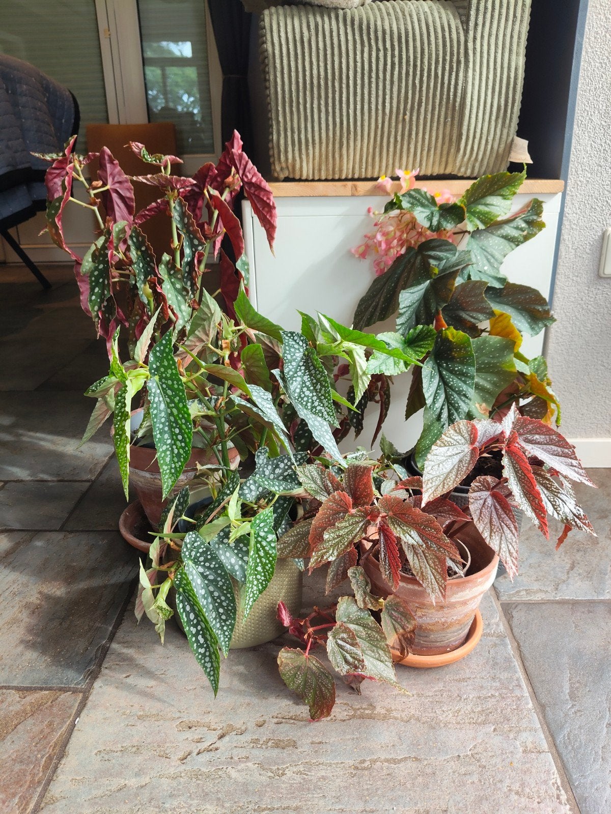 Diverse Begonia collectie - Prachtige kamerplanten, Ophalen, Overige soorten, Halfschaduw, In pot