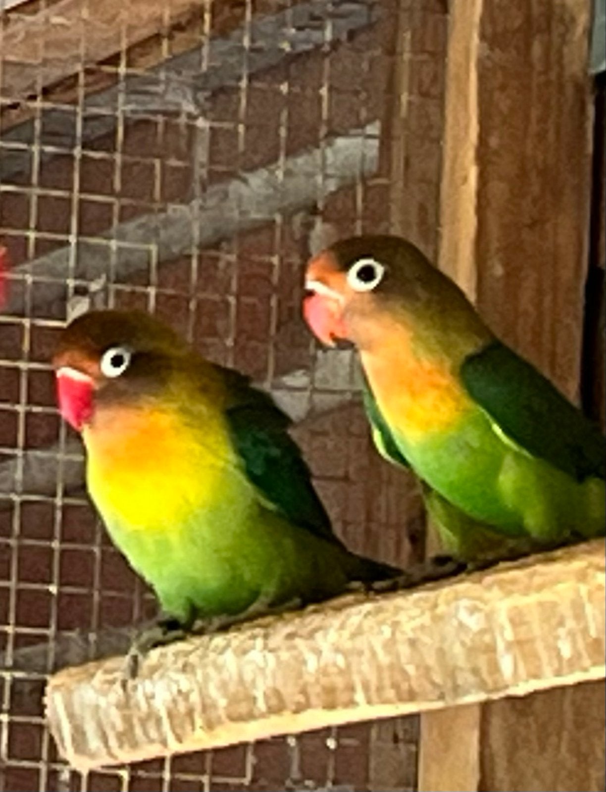 Jonge Agapornis, Geslacht onbekend, Dwergpapegaai of Agapornis, Geringd