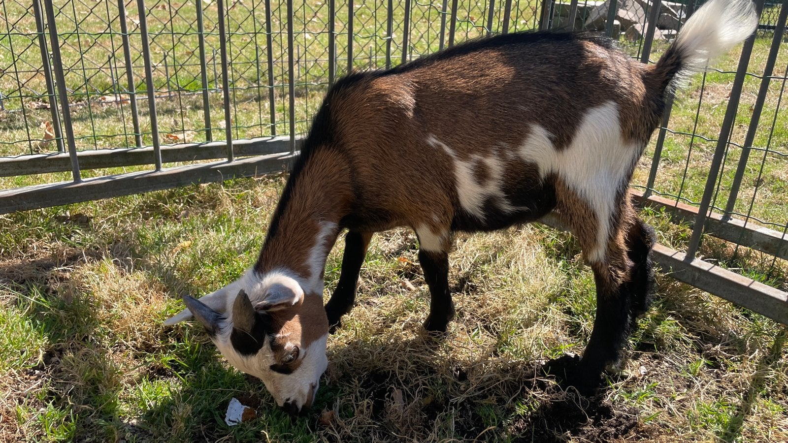 Bont bokje april 2026, Dieren en Toebehoren, Mannelijk, Geit, 0 tot 2 jaar