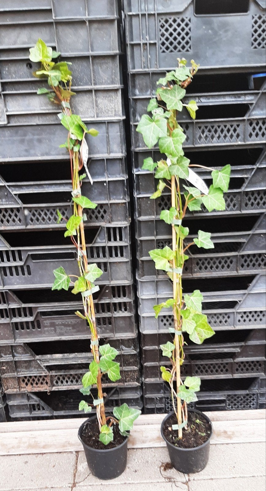 Klimop Hedera hibernica gestokt 80/100 t/m 150/175, Tuin en Terras, Ophalen, Bloeit niet, Klimplanten, Halfschaduw