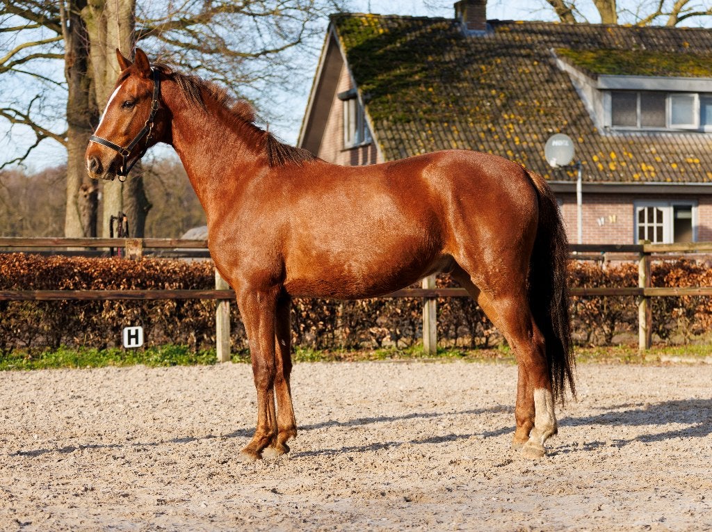 Te koop diverse paarden, Met stamboom, Dressuurpaard, Zadelmak, 3 tot 6 jaar