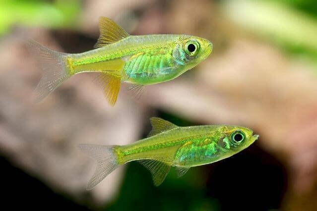 Rasbora kubotai, Rasbora groen, Rasbora yellow rasbora, Vis, Zoetwatervis, Schoolvis