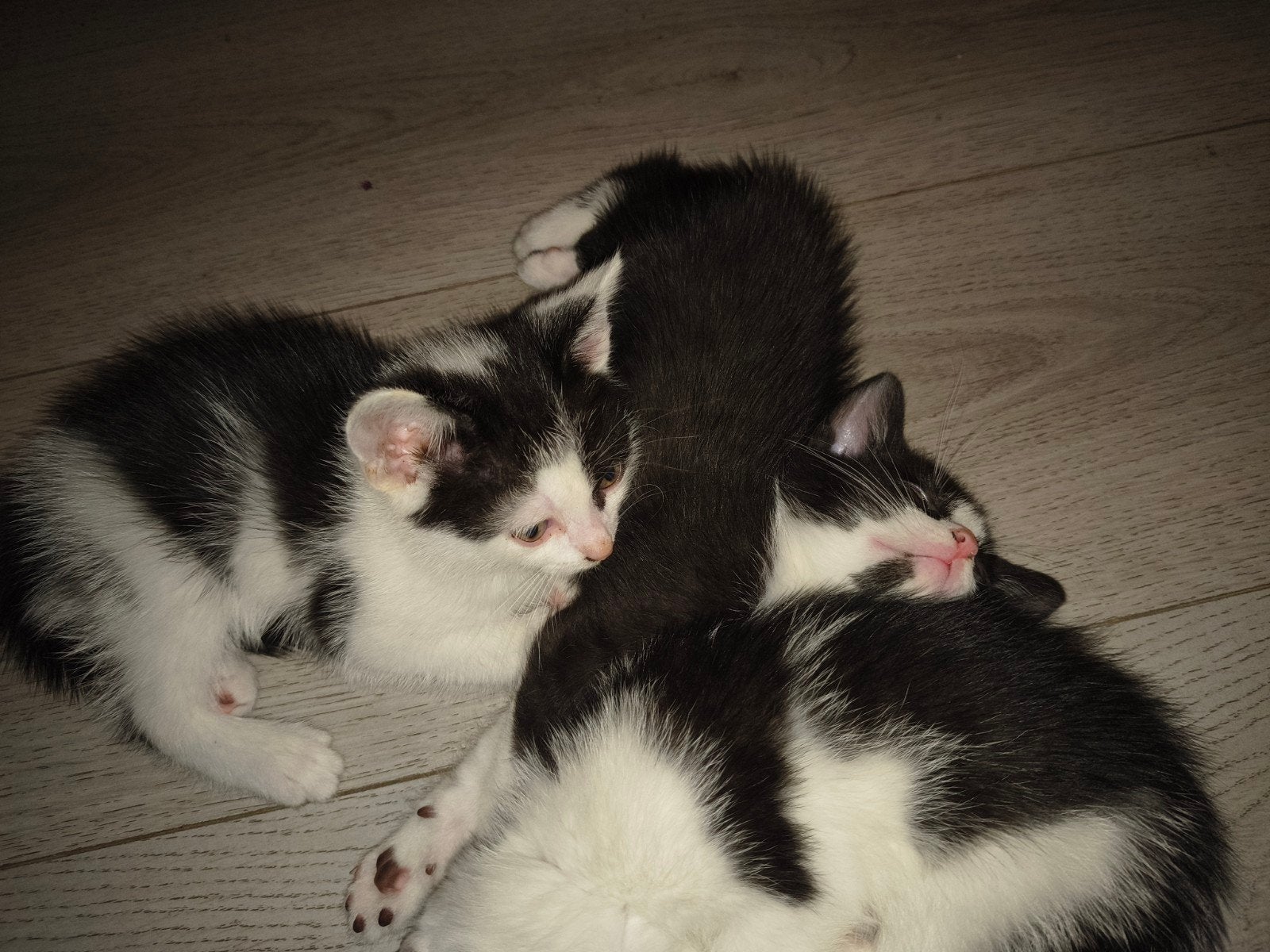 Kittens, Meerdere dieren
