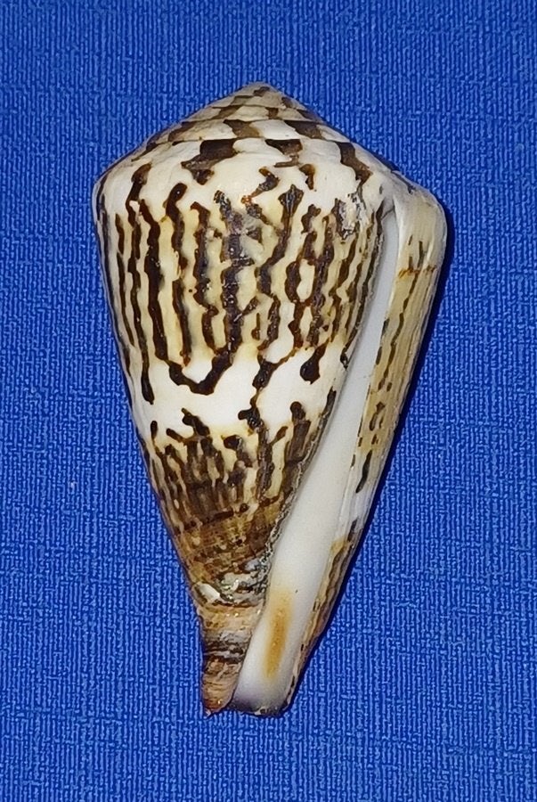 Schelpen, Conus capitaneus, Verzamelen, Ophalen of Verzenden, Schelp(en)