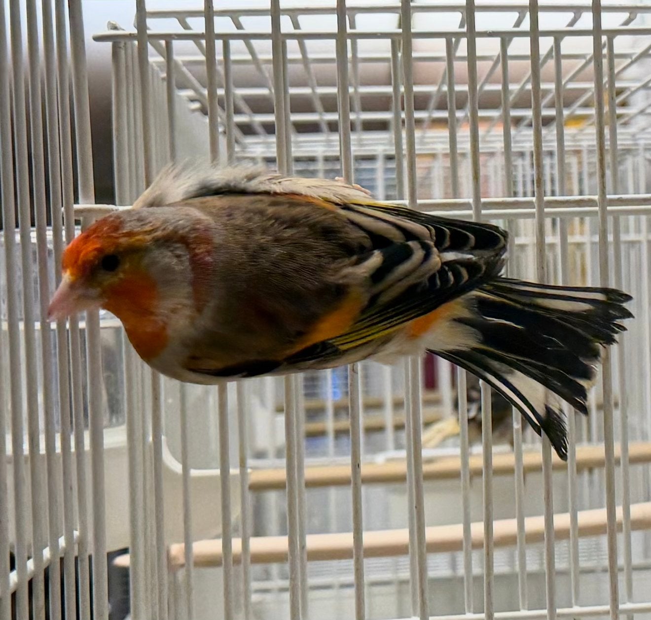 Forse Kwaliteit Bastaard Putters Man, Dieren en Toebehoren, Mannelijk, Wildzangvogel, Geringd