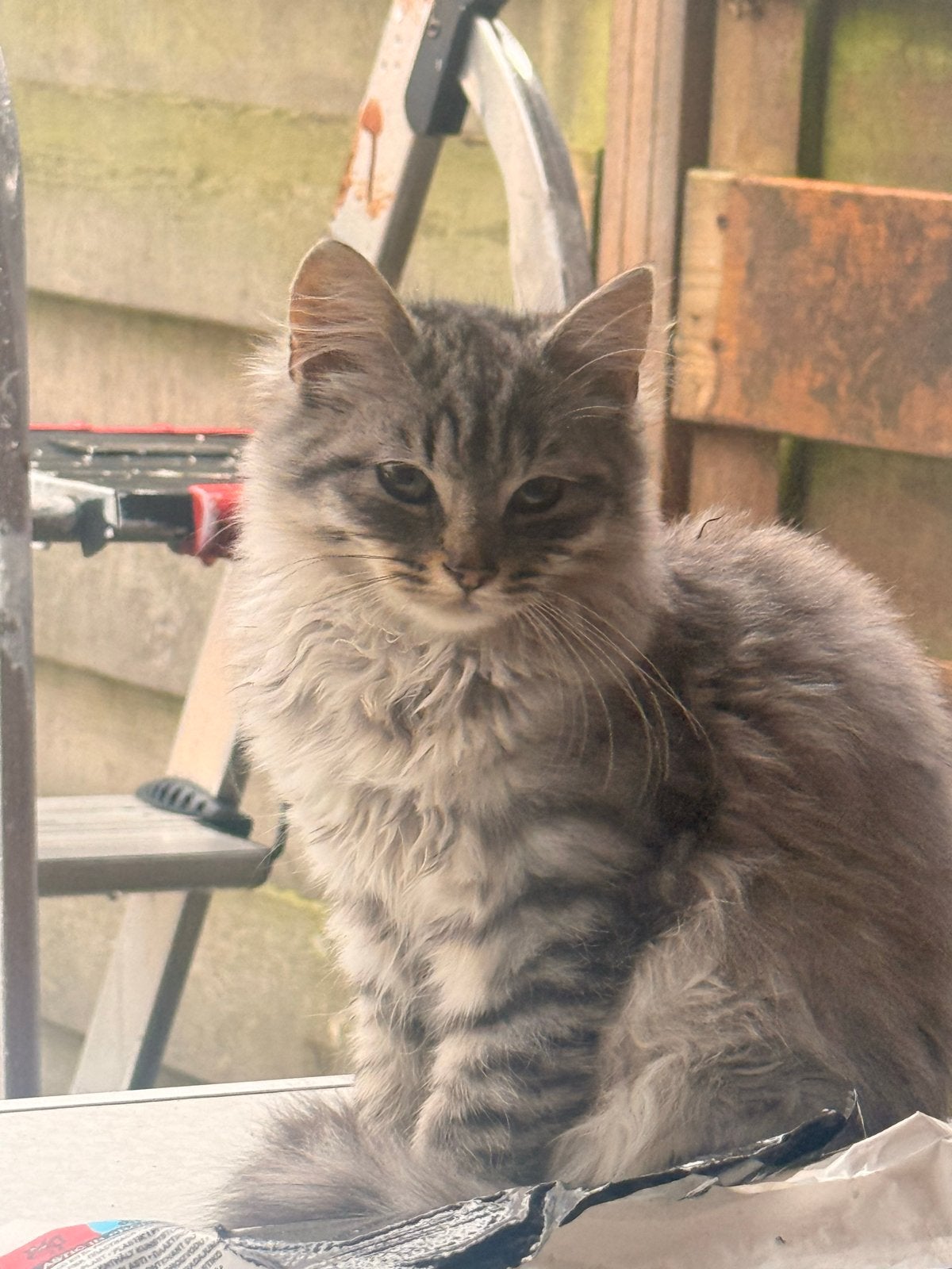 Maine coon/ Eu korthaar kruising kitten 3 maanden, Dieren en Toebehoren, Meerdere dieren, Langharig, 0 tot 2 jaar