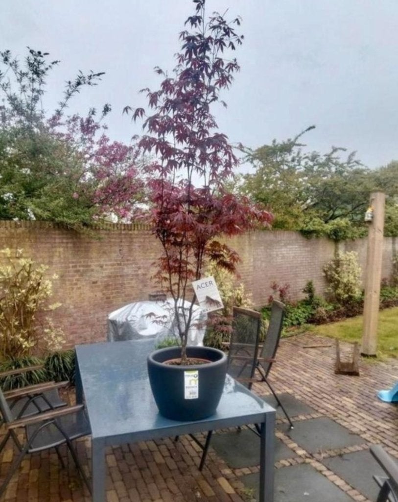 Acer palmatum 'Bloodgood' - Japanse Esdoorn, Ophalen, Halfschaduw, Overige soorten, Lente