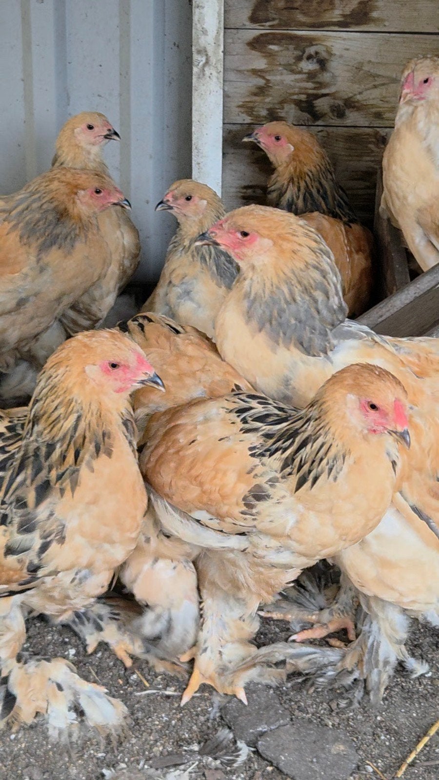 brahma haartjes, Dieren en Toebehoren, Mannelijk, Kip