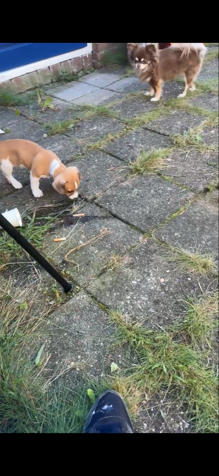 Jack russel pup, Parvo, Jack Russell Terriër, Reu, 8 tot 15 weken