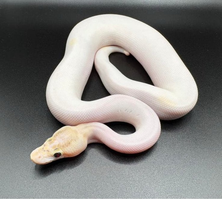 1.0 Ivory Pied ball python regius te koop Ball Python - male for sale from RPM