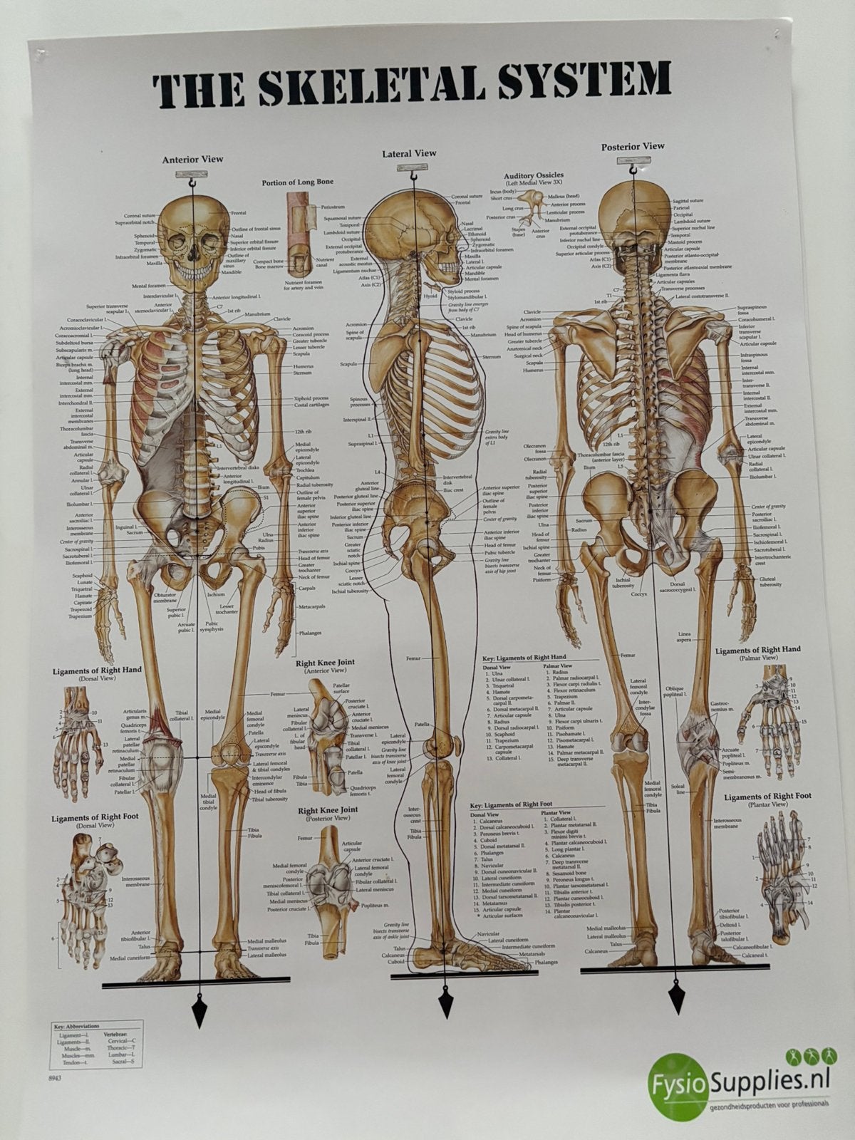Poster 50*70 skeletal  system fysio supplies, Ophalen, Zo goed als nieuw, A1 t/m A3, Overige onderwerpen