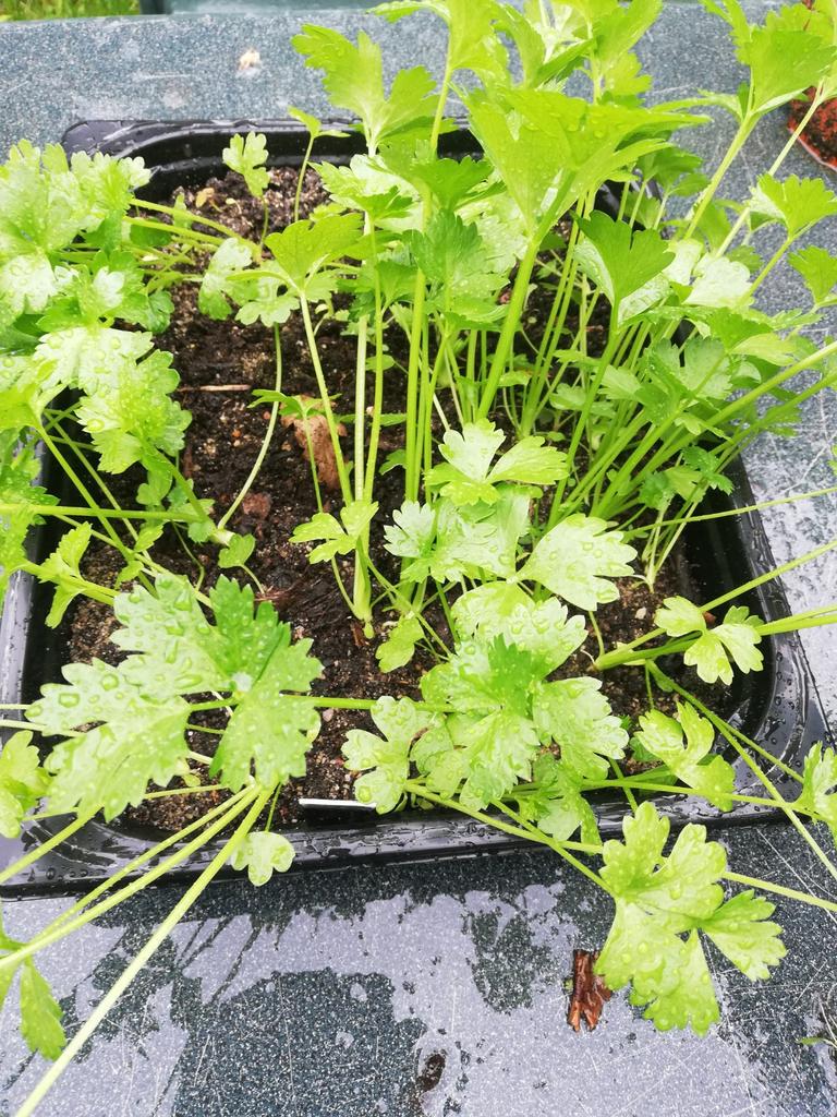 Plantjes knolselderij voor eigen moestuin, Tuin en Terras, Planten | Tuinplanten, Ophalen, Volle zon, Groenteplanten, Eenjarig