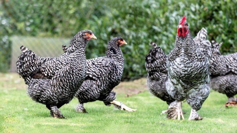 Mechelse koekkoek kuikens., Dieren en Toebehoren, Pluimvee, Vrouwelijk, Kip