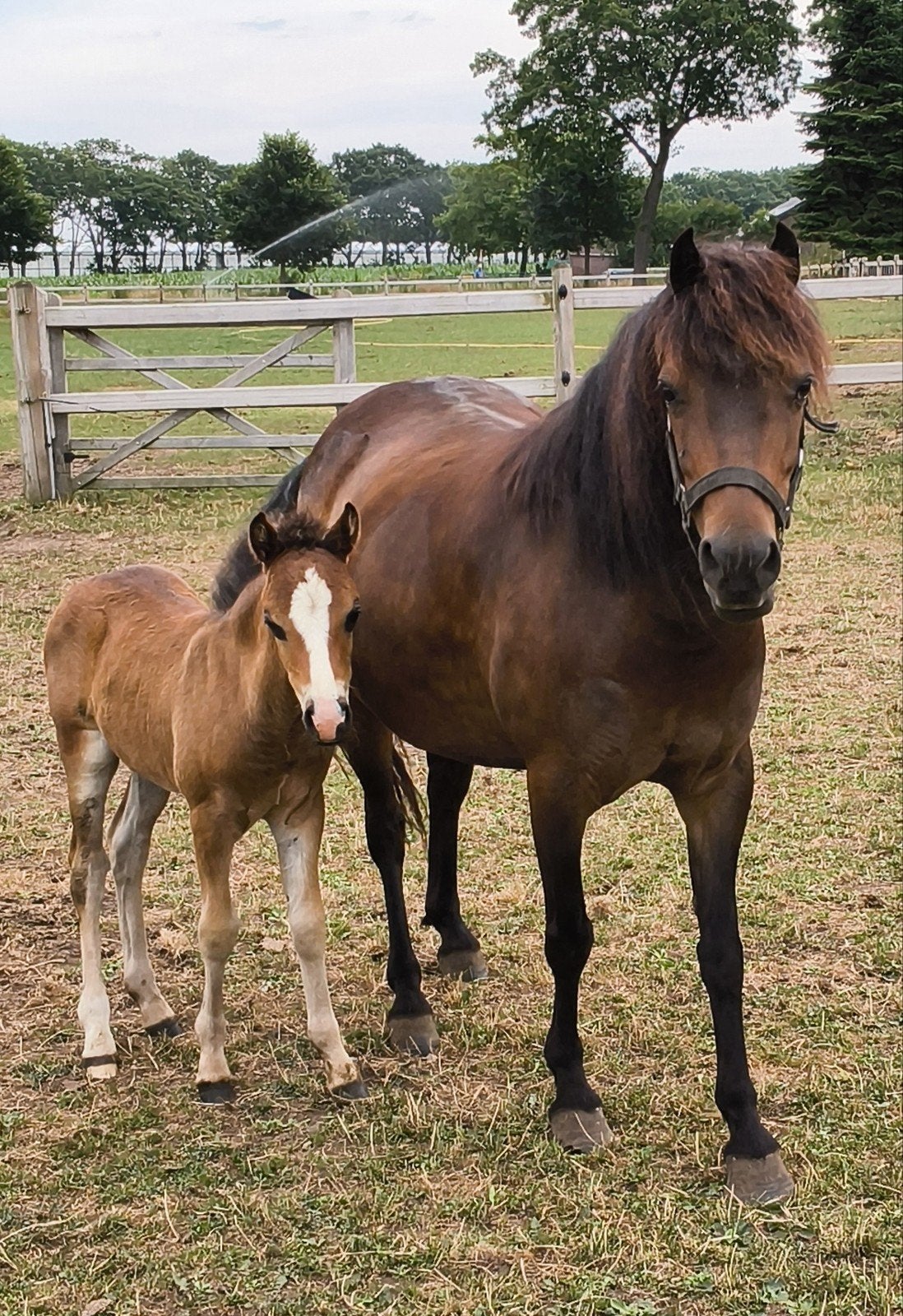6 jarige chique A/B pony merrie met hengstveulen, Gebruikt, Tot 80 Pk, 5000 tot 7500, Ophalen