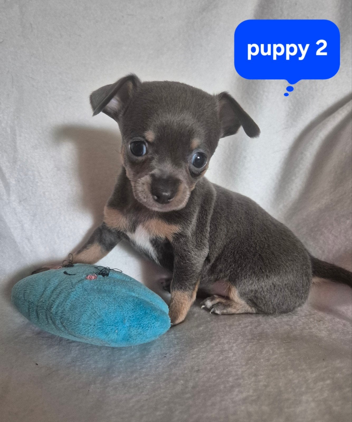 Prachtige chihuahua pups puppy's raszuiver bleu and tan, 8 tot 15 weken, Parvo, Meerdere, Meerdere dieren