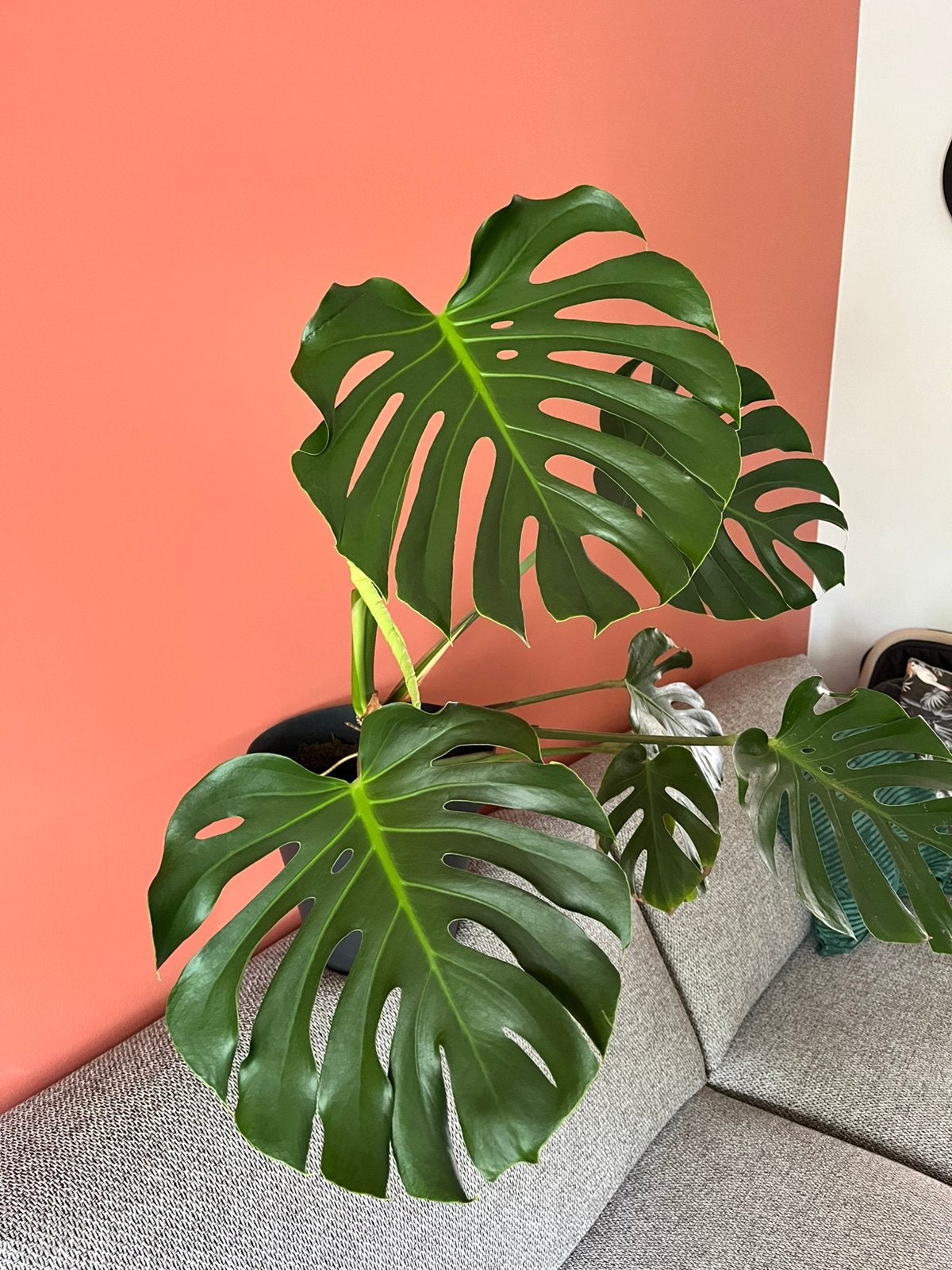 Middel grote Monstera, Huis en Inrichting, Ophalen, Halfschaduw, Minder dan 100 cm