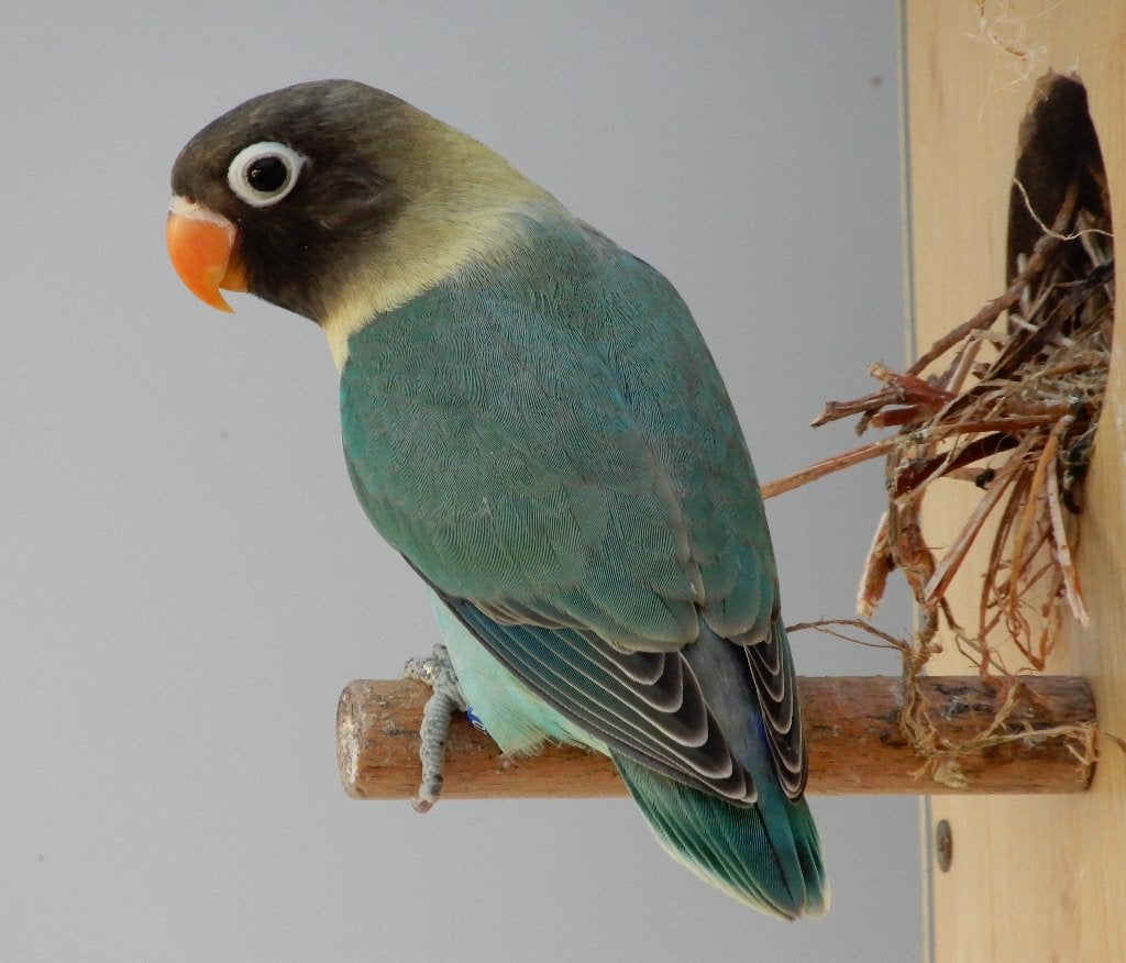 Dwergpapegaaitjes (Agapornis Personata), Geslacht onbekend, Dwergpapegaai of Agapornis, Geringd