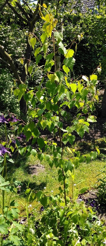 Jonge Berkenboom ( betula ), Ophalen, Halfschaduw, Overige soorten, 100 tot 250 cm
