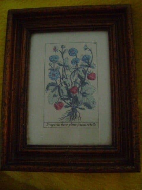 Mooie vintage ingelijste botanische prent van aardbeien, Ophalen of Verzenden