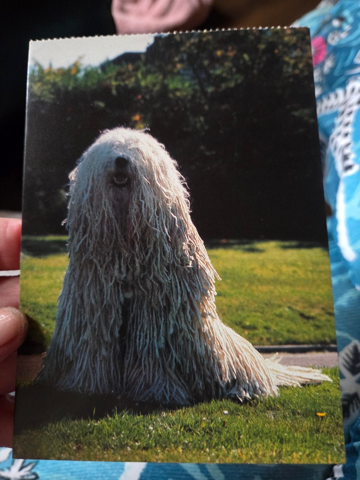 Vintage Ansichtkaart Komondor Hond - Ongelopen, Ophalen of Verzenden, 1980 tot heden, Ongelopen