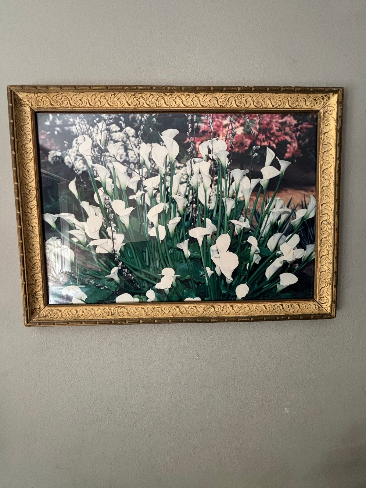 Klassiek schilderij Witte Calla Lelies in gouden lijst, Bloemen, Overige ondergronden, Bijzondere lijst, Ophalen of Verzenden