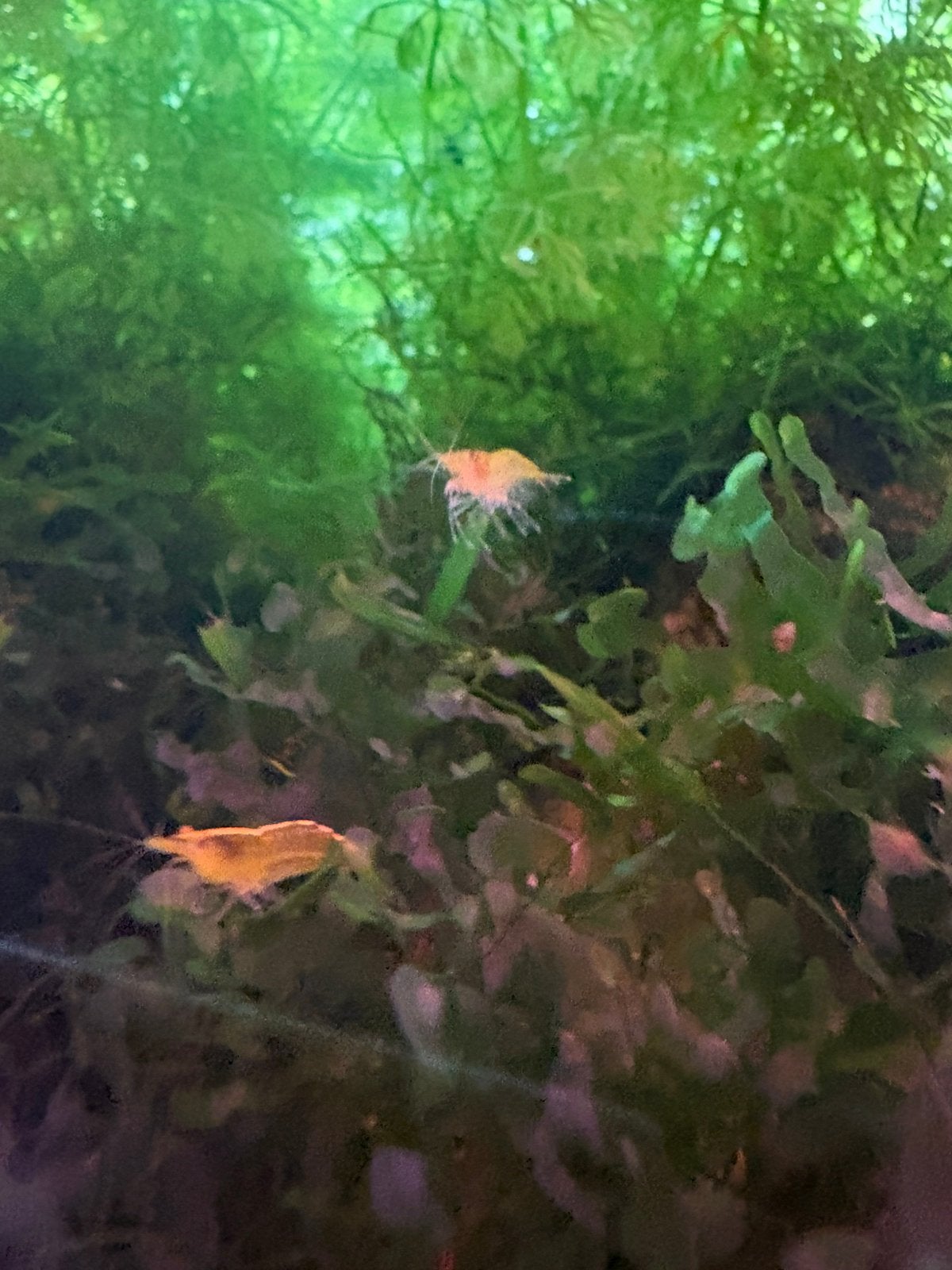 Gele neocadina garnalen., Kreeft, Krab of Garnaal