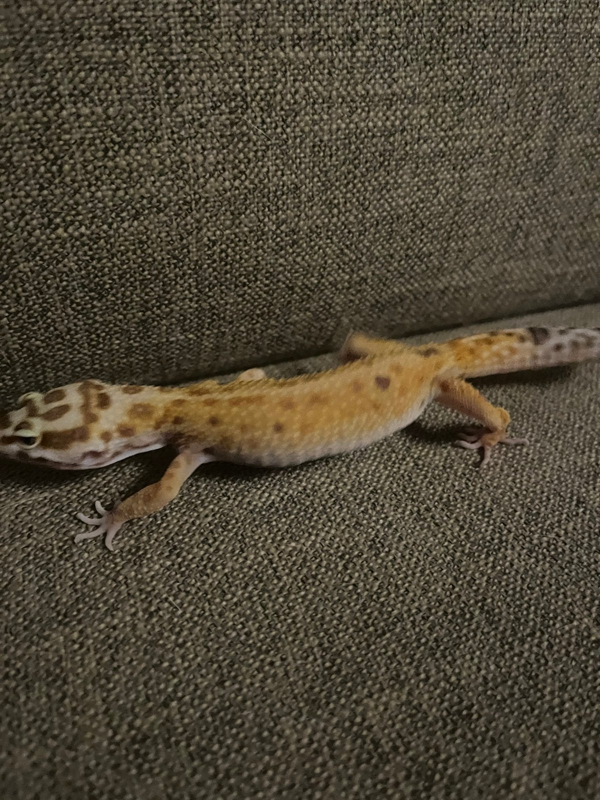 Mack snow luipaard gekko Leopard Gecko photo 2