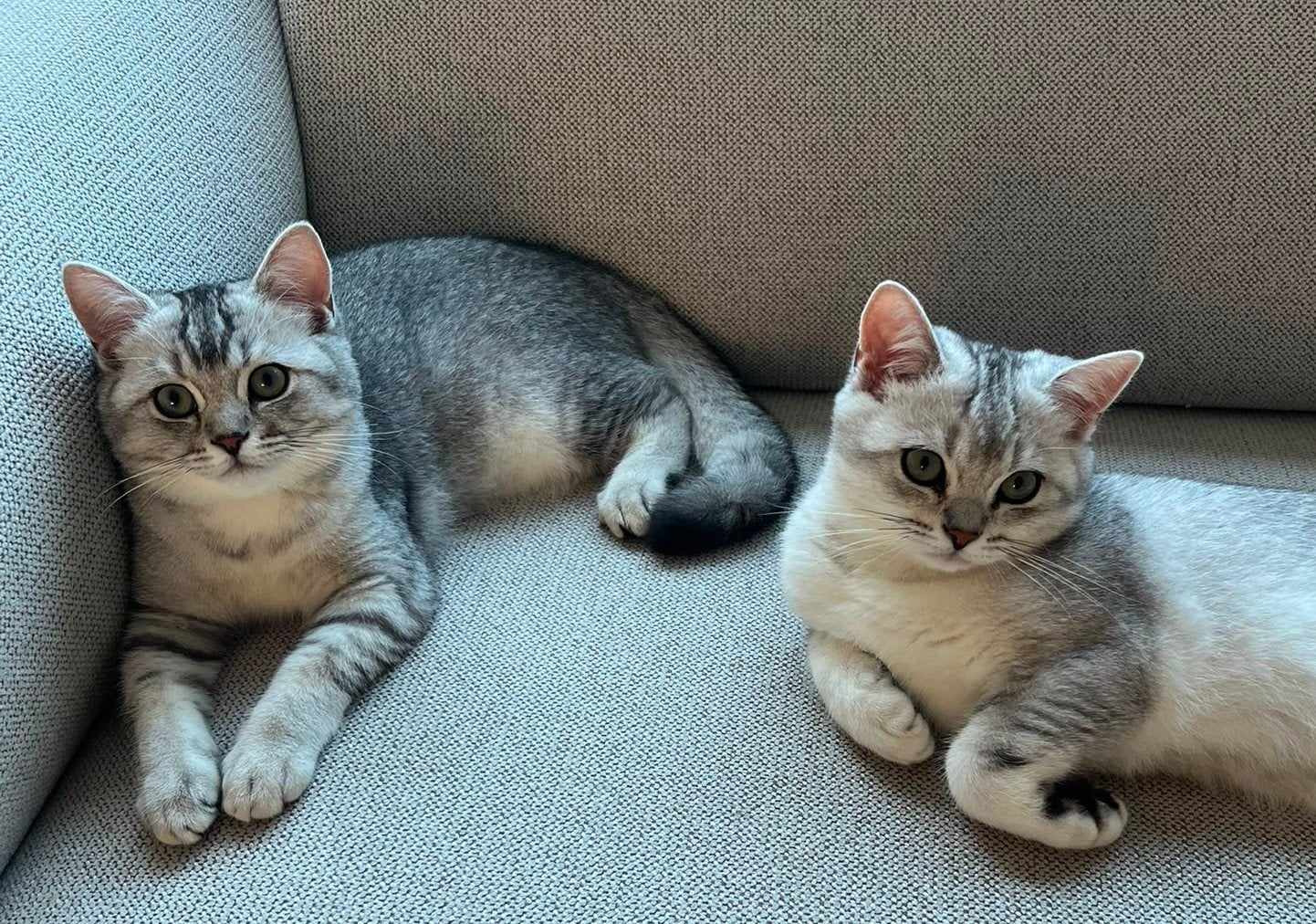 Prachtige Britse korthaar kittens met stamboom en ingeënt, Meerdere dieren, Met stamboom, 0 tot 2 jaar