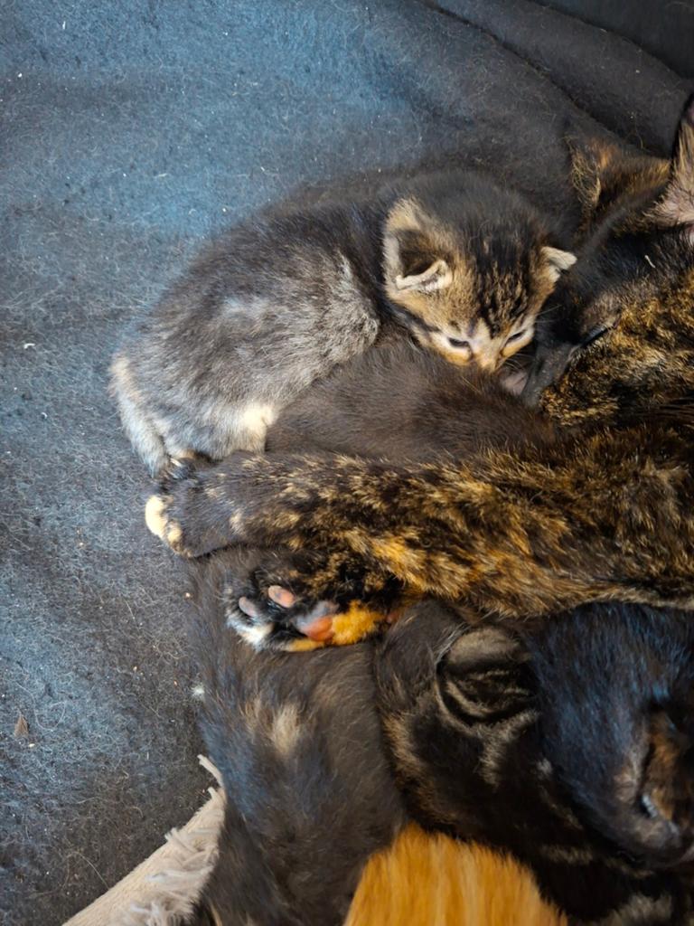 Prachtige  kittens!!, Dieren en Toebehoren, Katten en Kittens | Overige Katten