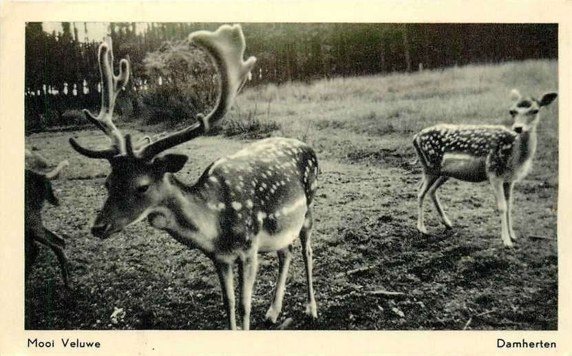 380-877-007 Veluwe, Verzenden, Voor 1920, Gelderland