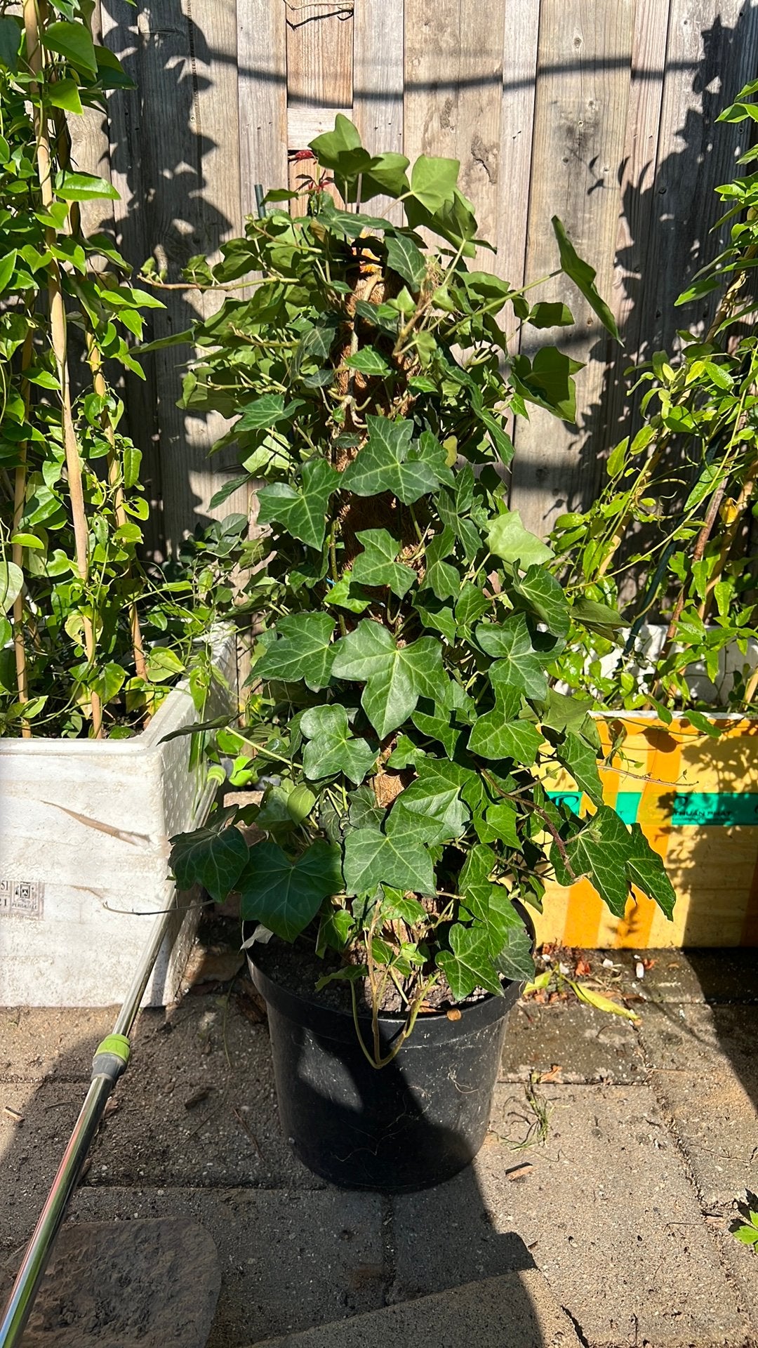 Klimplant, Ophalen of Verzenden, Overige soorten, Minder dan 100 cm