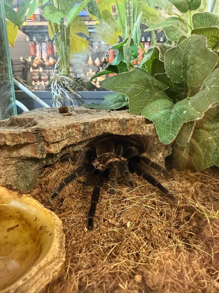 Tlitocatl vagans - mexicaanse roodromp vogelspin, Dieren en Toebehoren, Slang, Met terrarium, 0 tot 2 jaar