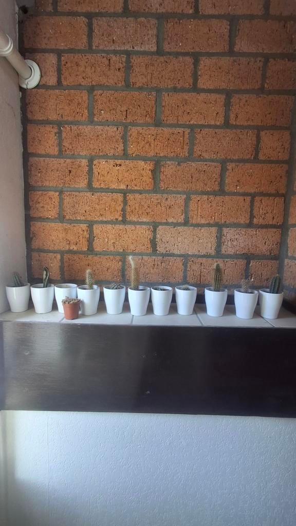 Verzameling cactussen in mooie kleine potjes, Volle zon, Vaste plant, Bloeit niet, Ophalen