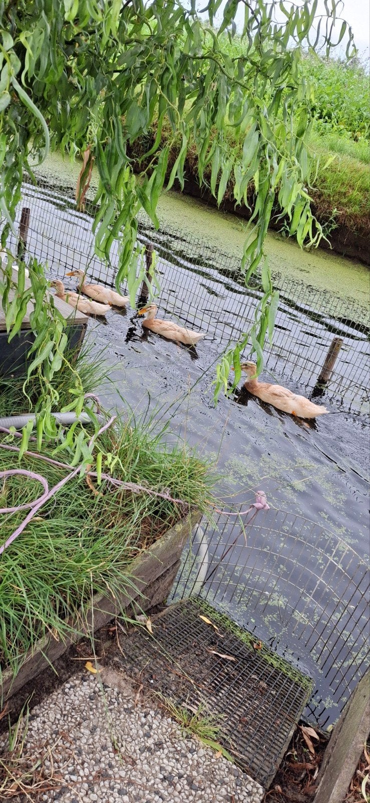 1 koppel saksen eenden aangeboden., Dieren en Toebehoren, Pluimvee, Meerdere dieren, Eend