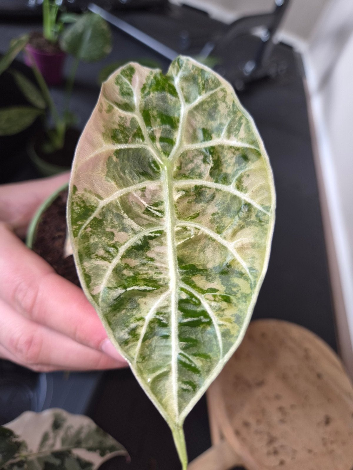 Alocasia Watsoniana Doff Pink Variegata, Ophalen of Verzenden, Halfschaduw, Minder dan 100 cm
