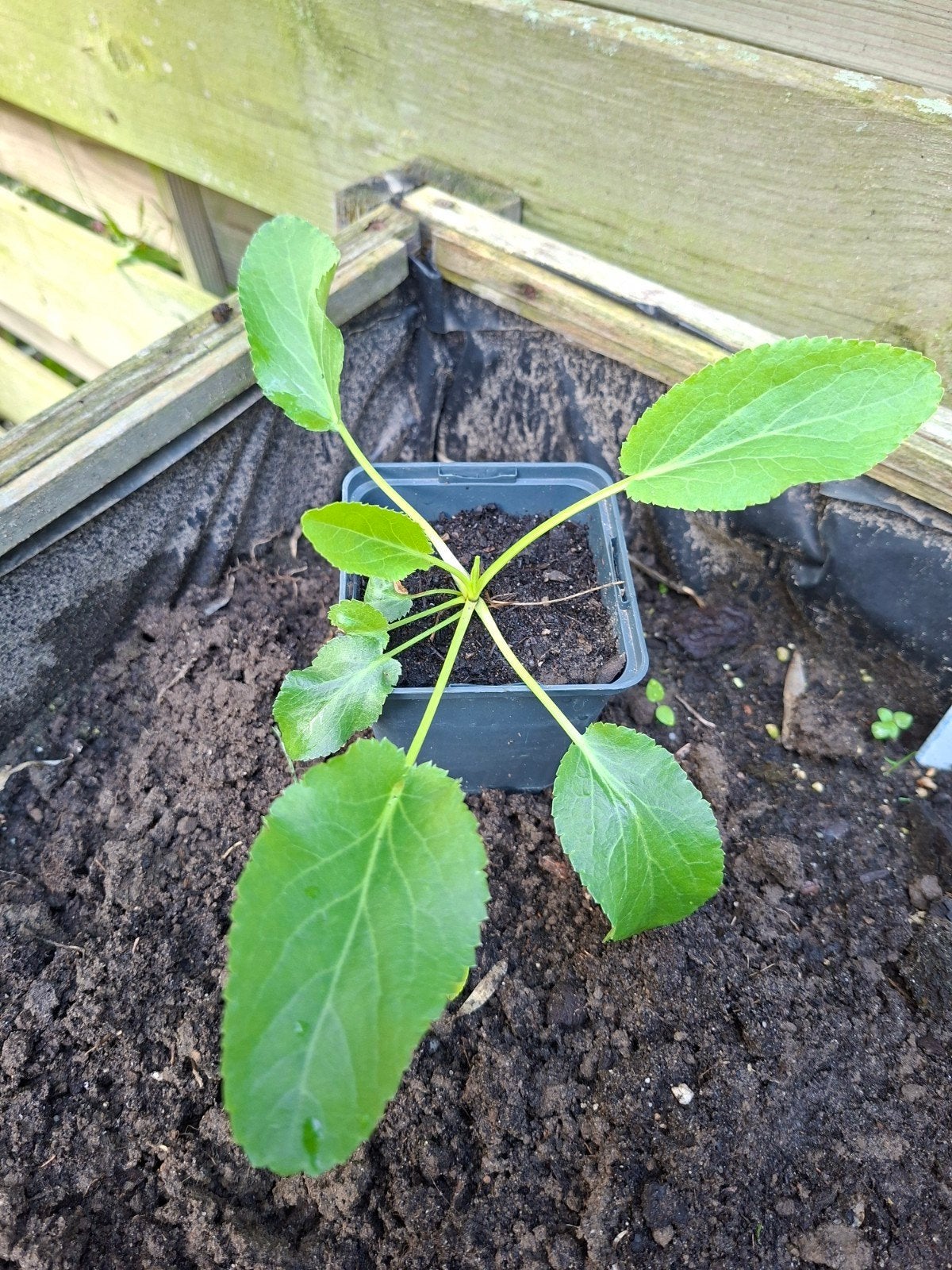 Stekken van de kruisdistel, Ophalen