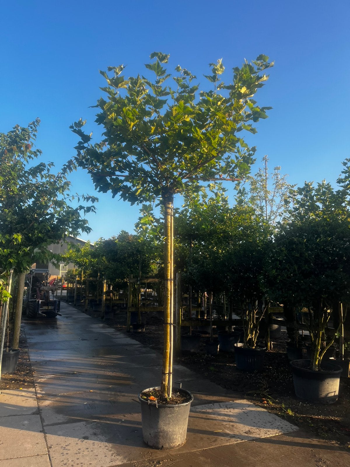 Dakplatanen, zware maat. Potgeteeld. B keus. Scherpe prijs!, Tuin en Terras, Bloeit niet, Dakboom, 250 tot 400 cm, Ophalen