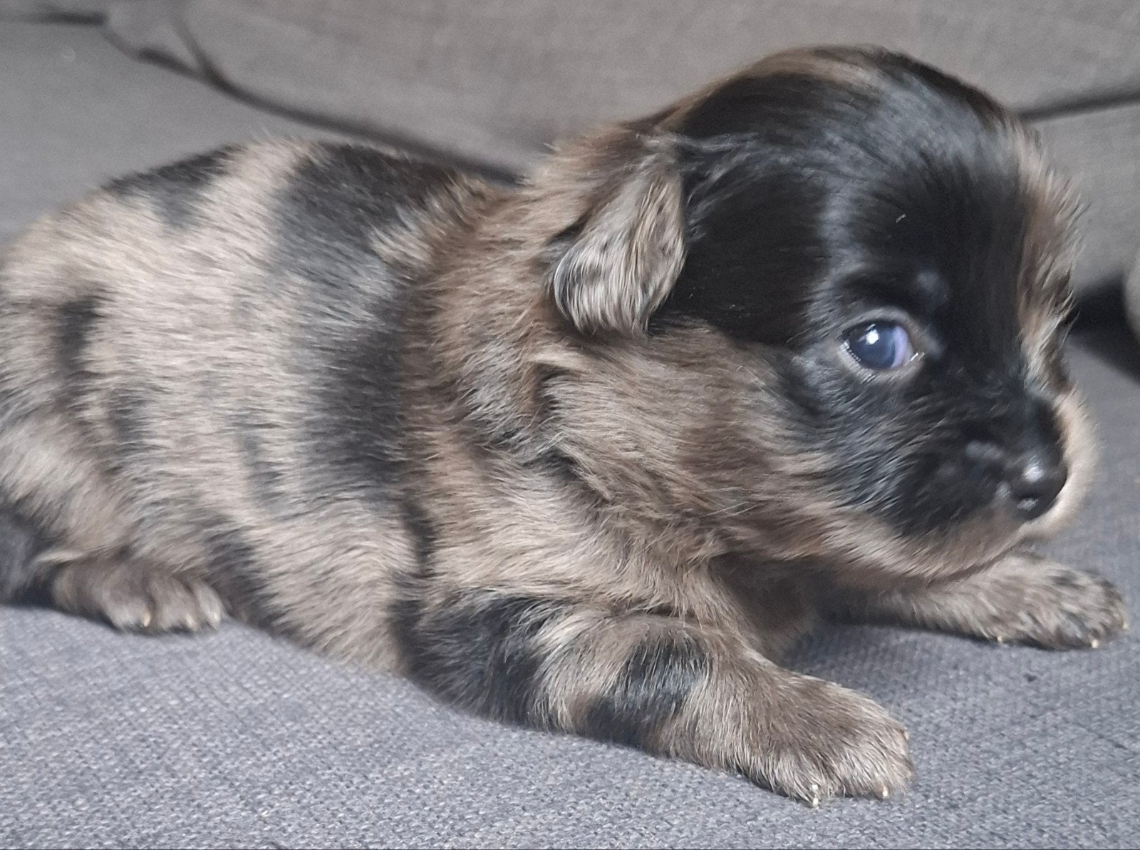 Prachtige unieke Shiranian (F1) pups (Shih Tzu x  pomeriaan), 8 tot 15 weken, Meerdere, Meerdere dieren, Klein