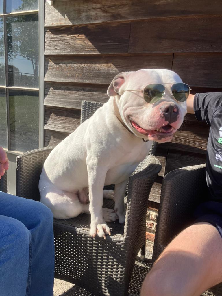 Dekreu Amerikaanse Bully, Reu, 1 tot 2 jaar, Parvo, Bulldog